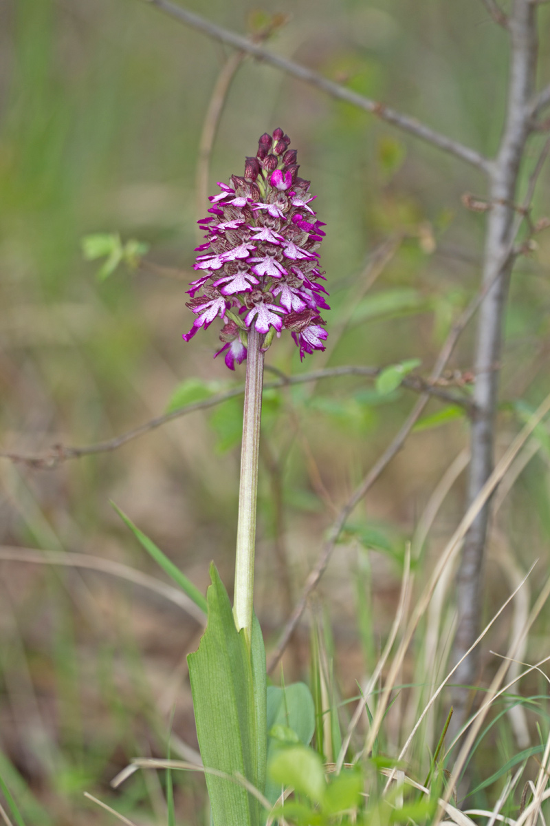 Orchis purpurea